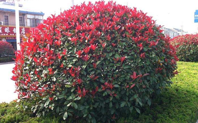 花箱植物 紅色石楠