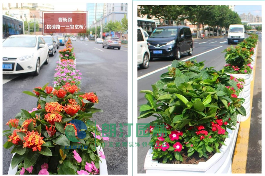 上海市道路景觀綠化提升